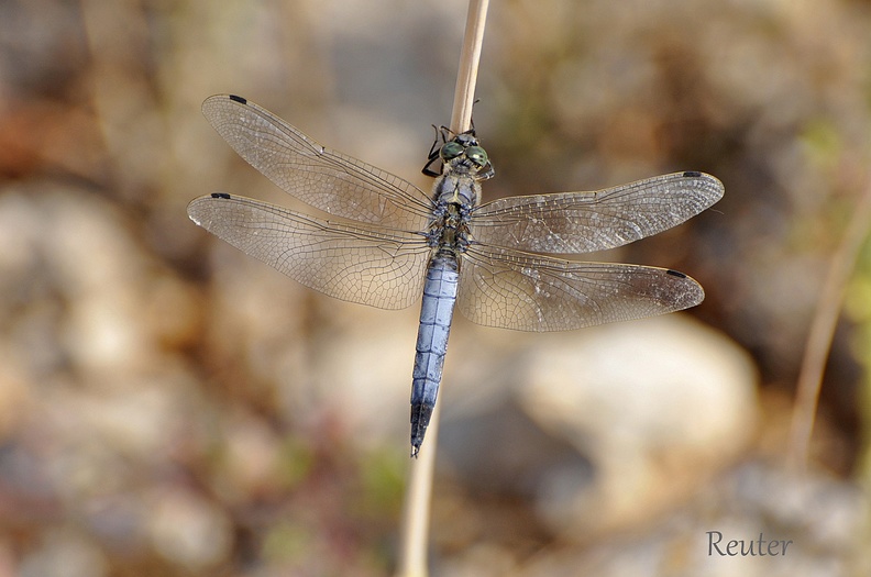 Großer Blaupfeil (Orthetrum cancellatum)